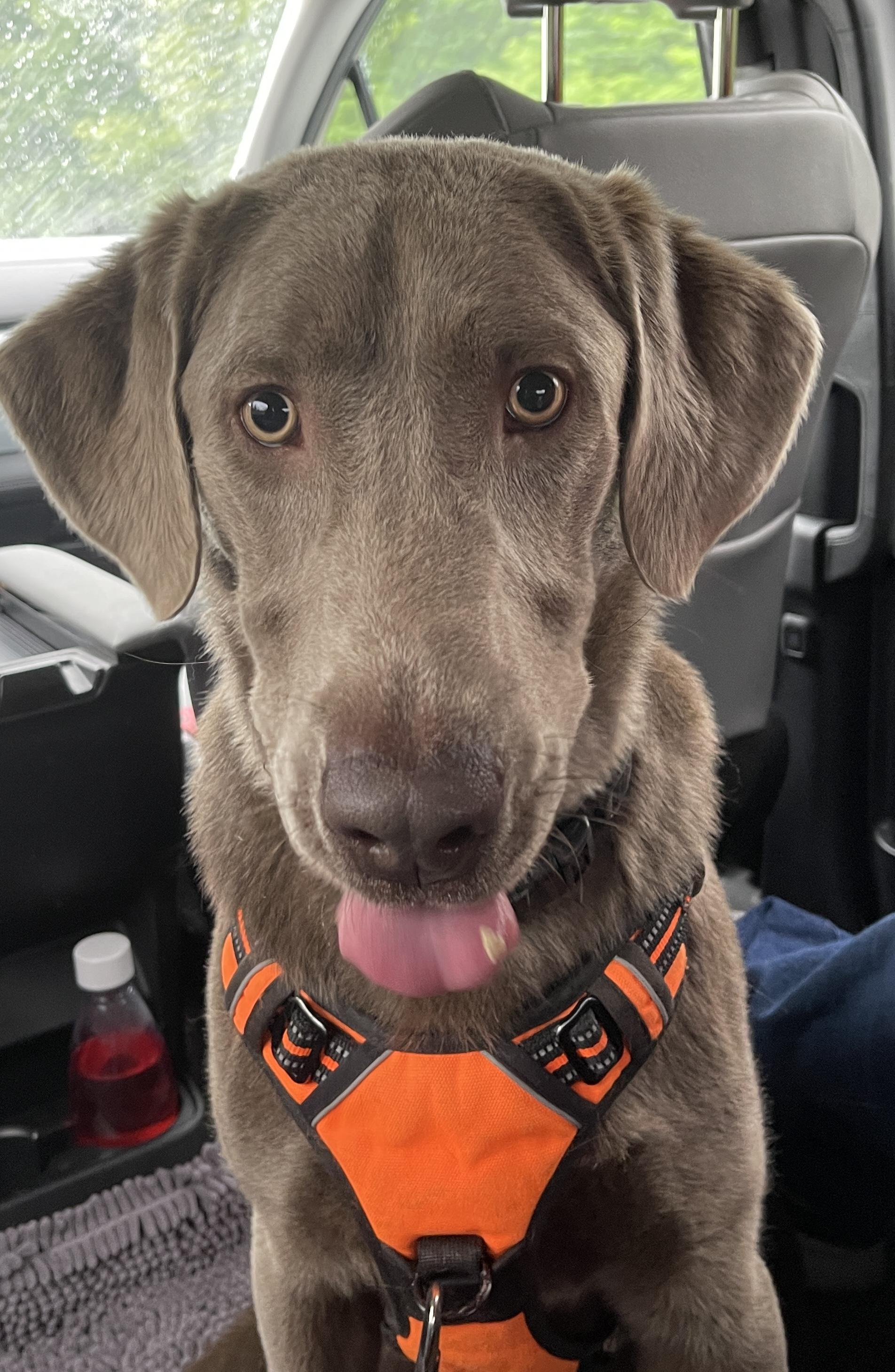 Enlarge Roman, an adoption pending Labrador Retriever in Warrington, PA image 3/6