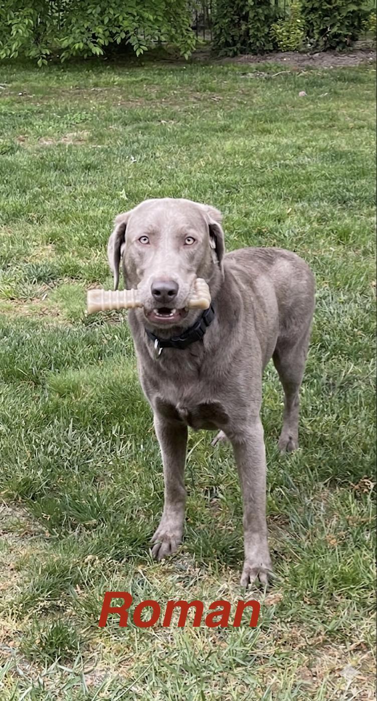 Enlarge Roman, an adoption pending Labrador Retriever in Warrington, PA image 5/6