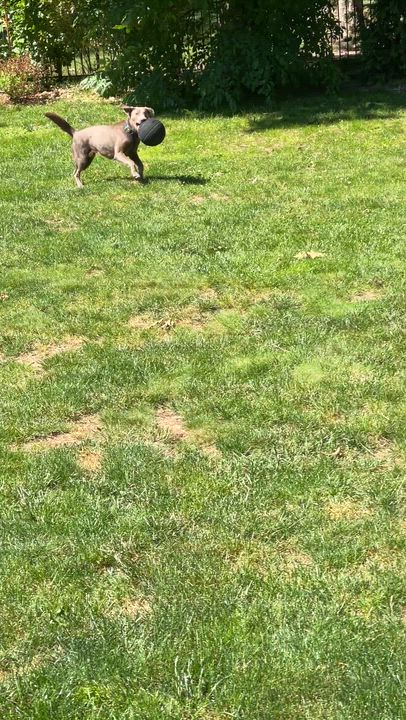 Enlarge Roman, an adoption pending Labrador Retriever in Warrington, PA video 6/6