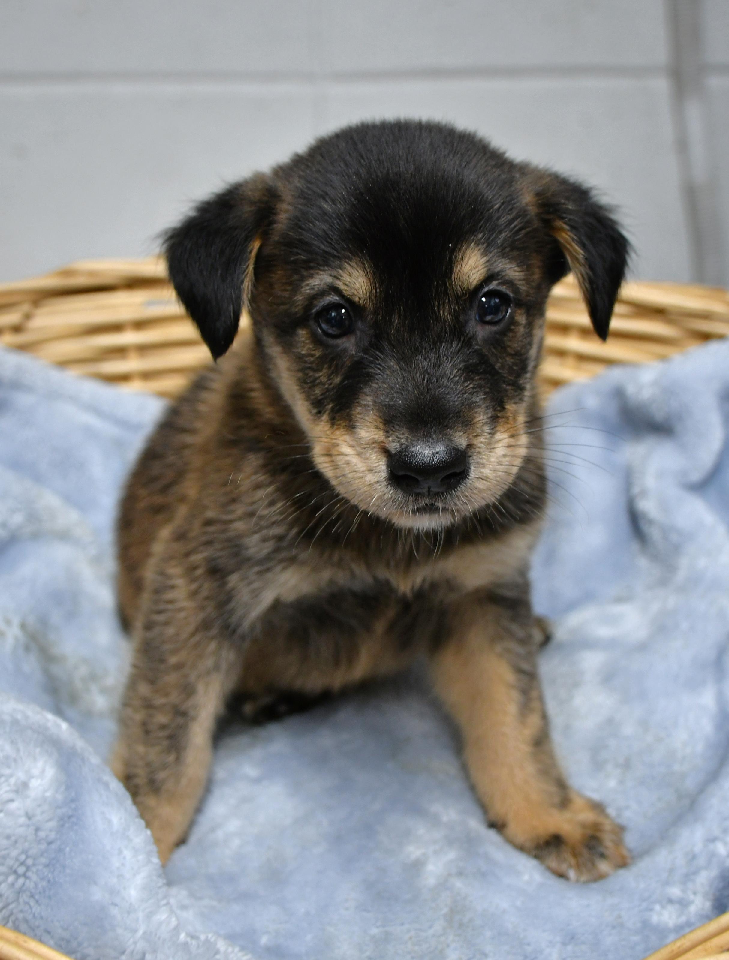 Meet Pluto A-138649 He is one of eight adorable puppies who came to the shelter with his mom Nova