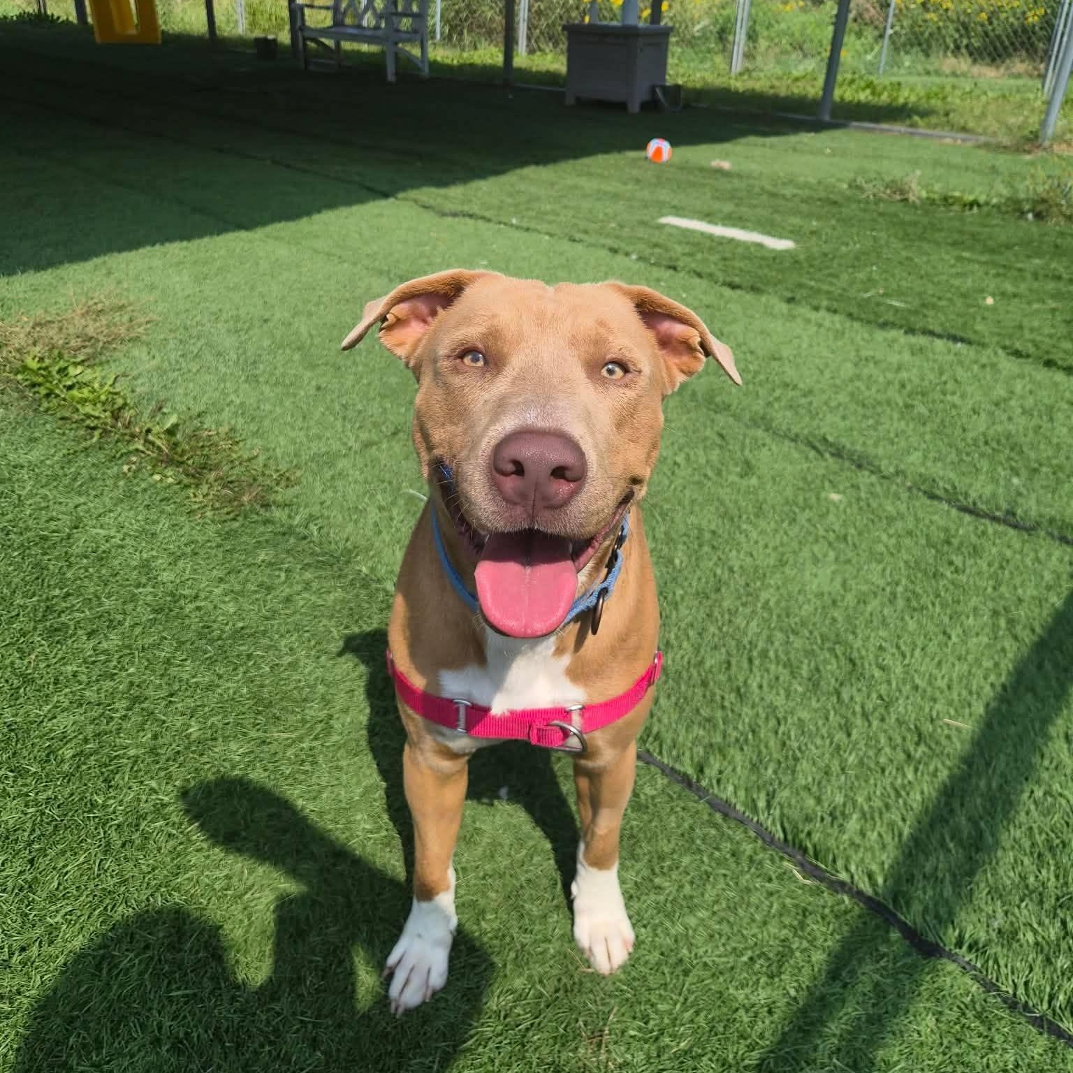 Frazier, Adoptable, Adult Male Mixed Breed.