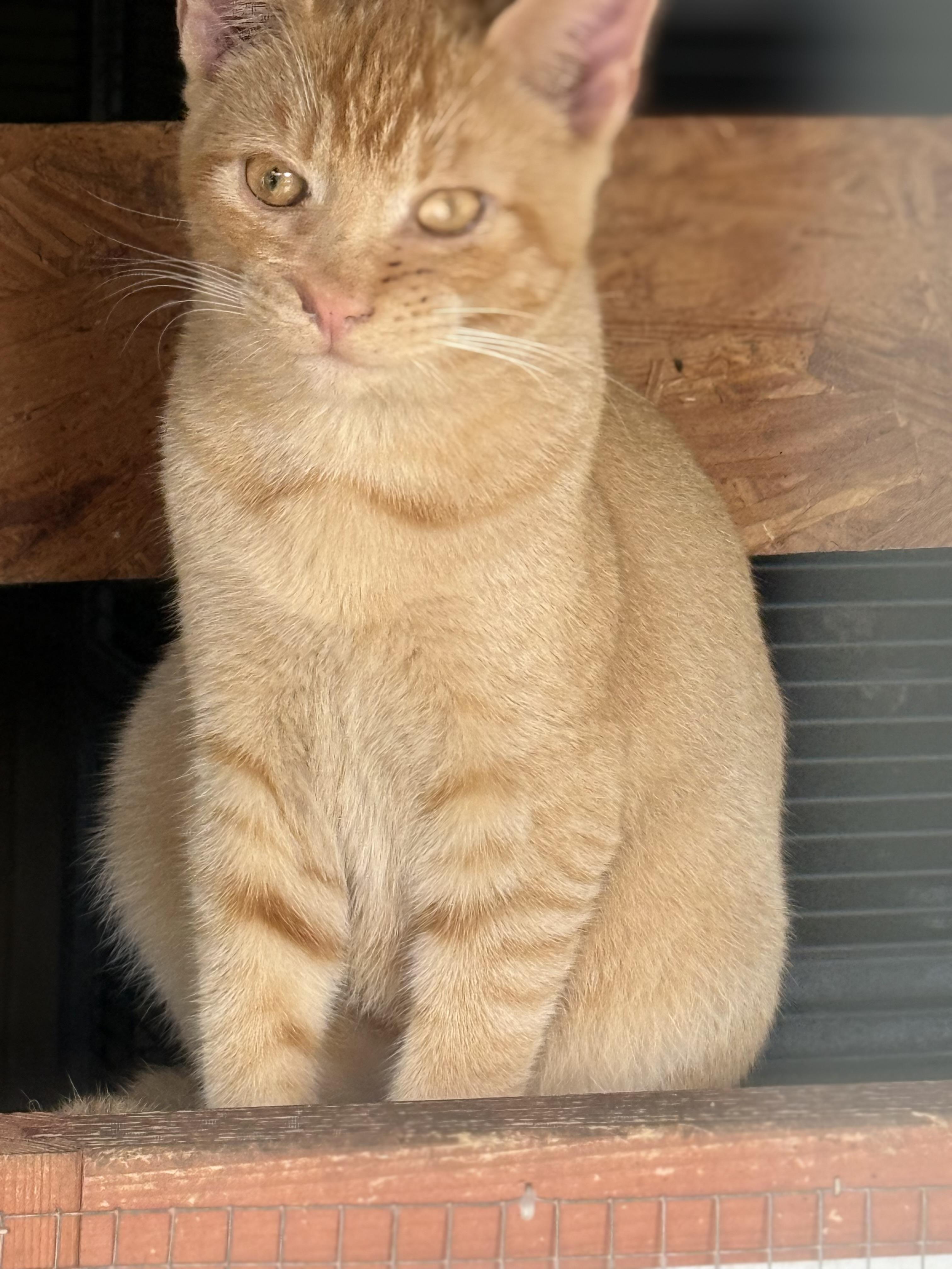Chachi, Adoptable, Young Male Domestic Short Hair.