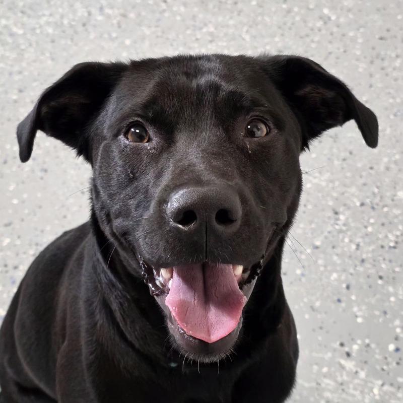 Archer, a Adoptable mixed breed in Yankton, SD image 1/6