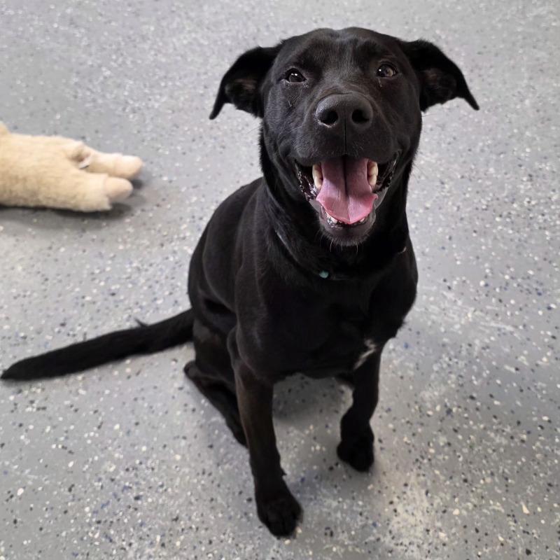 Archer, a Adoptable mixed breed in Yankton, SD image 2/6
