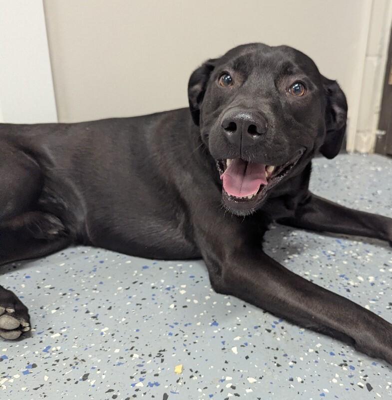 Archer, a Adoptable mixed breed in Yankton, SD image 3/6