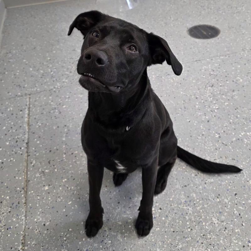 Archer, a Adoptable mixed breed in Yankton, SD image 4/6