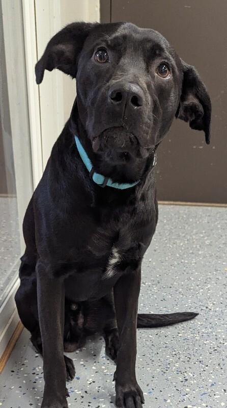 Archer, a Adoptable mixed breed in Yankton, SD image 5/6