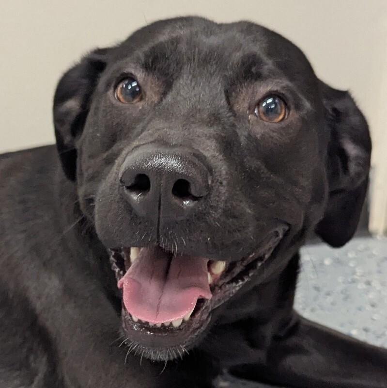Archer, a Adoptable mixed breed in Yankton, SD image 6/6
