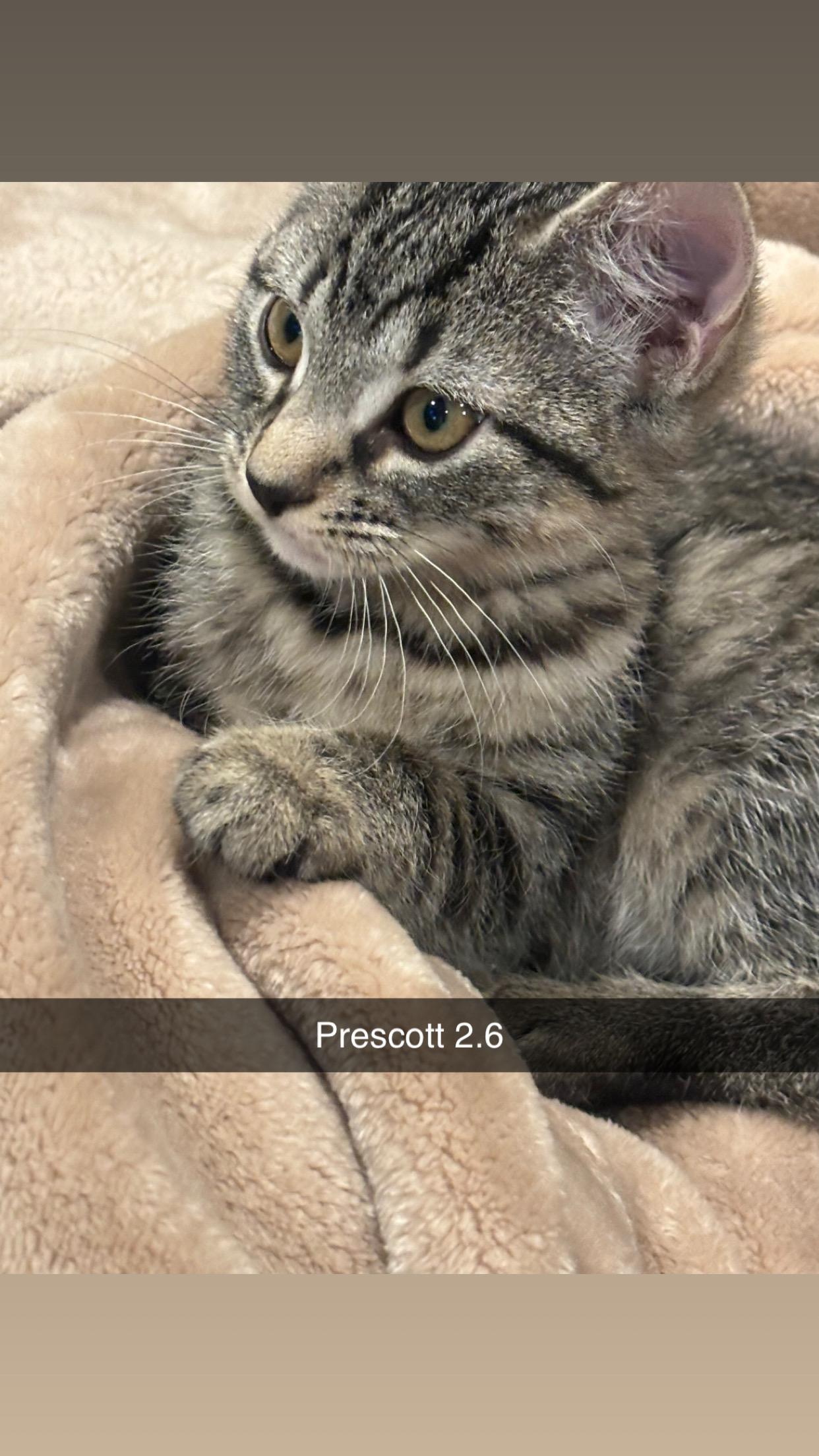 Prescott 2.6, Adoptable, Kitten Female Domestic Short Hair.