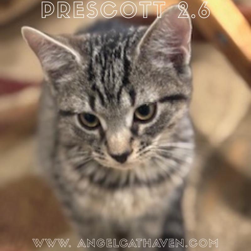 Enlarge Prescott 2.6, a Adoptable Domestic Short Hair in Plainville, MA image 2/3