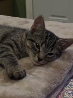 Enlarge Prescott 2.6, a Adoptable Domestic Short Hair in Plainville, MA image 3/3