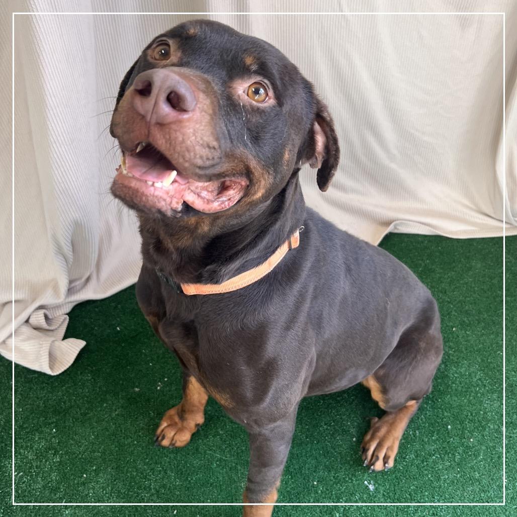 Bob, Adoptable, Adult Male Rottweiler & Mixed Breed.