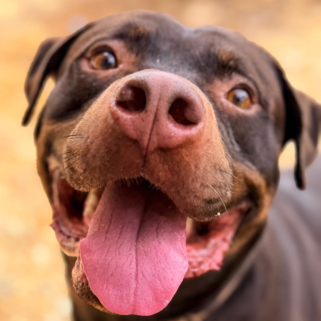 Enlarge Bob, a Adoptable mixed breed in Columbus, GA image 2/6