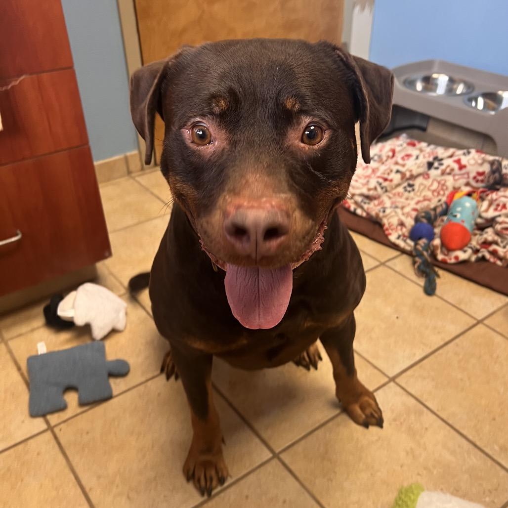 Enlarge Bob, a Adoptable mixed breed in Columbus, GA image 2/6