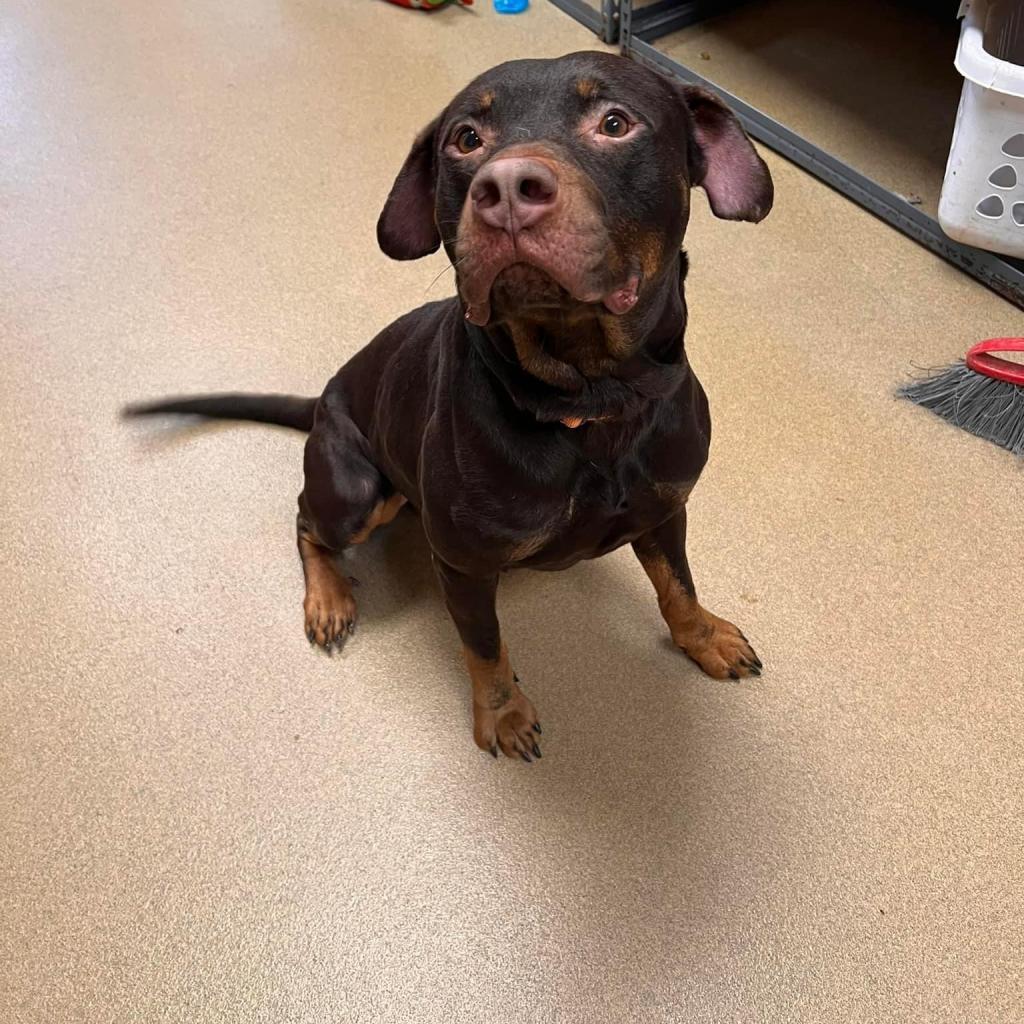 Enlarge Bob, a Adoptable mixed breed in Columbus, GA image 2/4