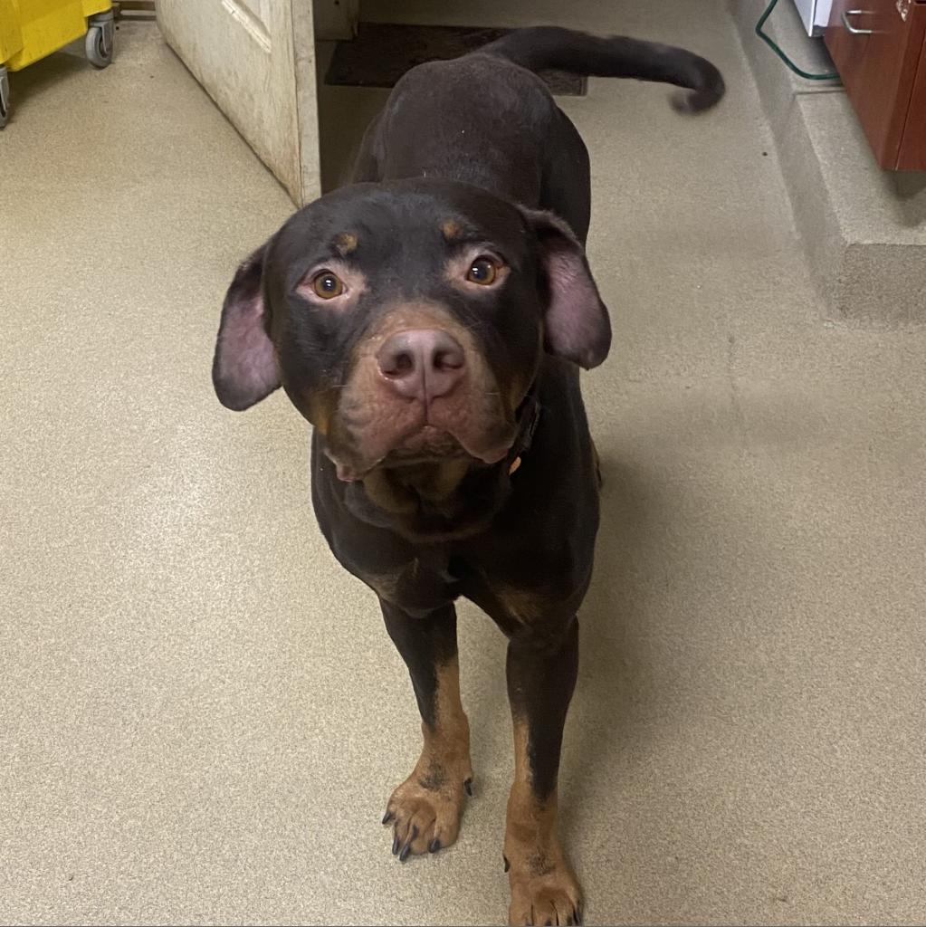 Enlarge Bob, a Adoptable mixed breed in Columbus, GA image 3/4