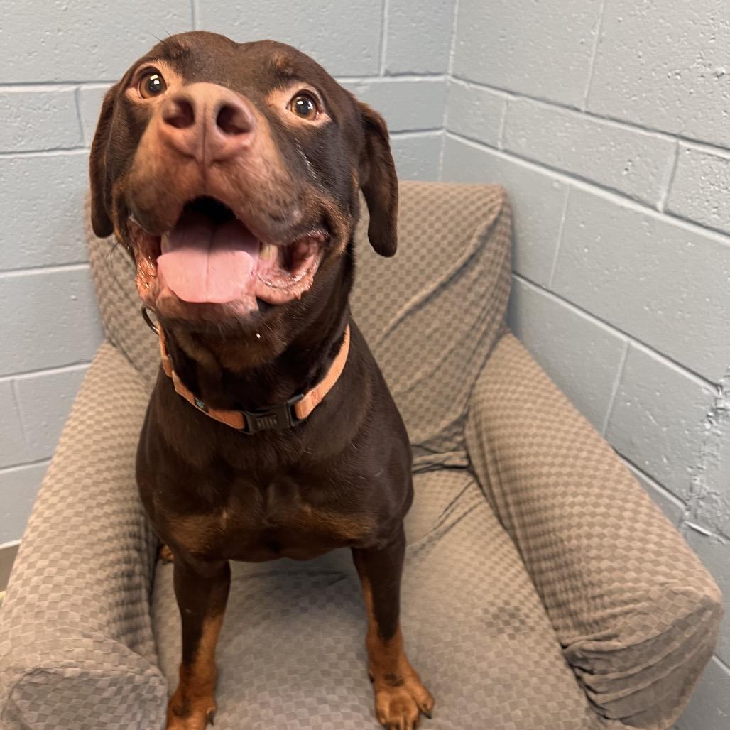 Enlarge Bob, a Adoptable mixed breed in Columbus, GA image 4/4