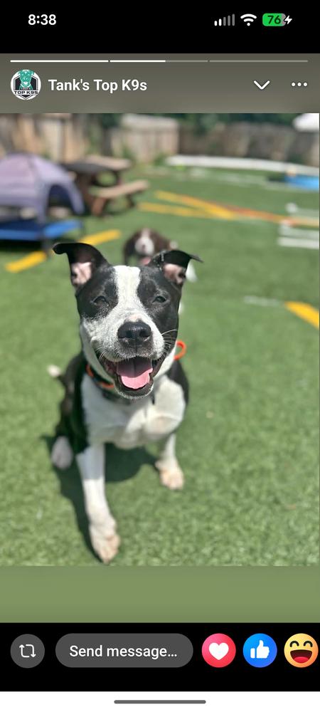 Bailey Tux, Adoptable, Young Female Pit Bull Terrier.