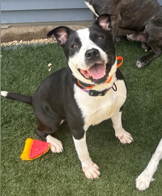 Bailey Tux, a Adoptable mixed breed in Waunakee, WI image 2/6