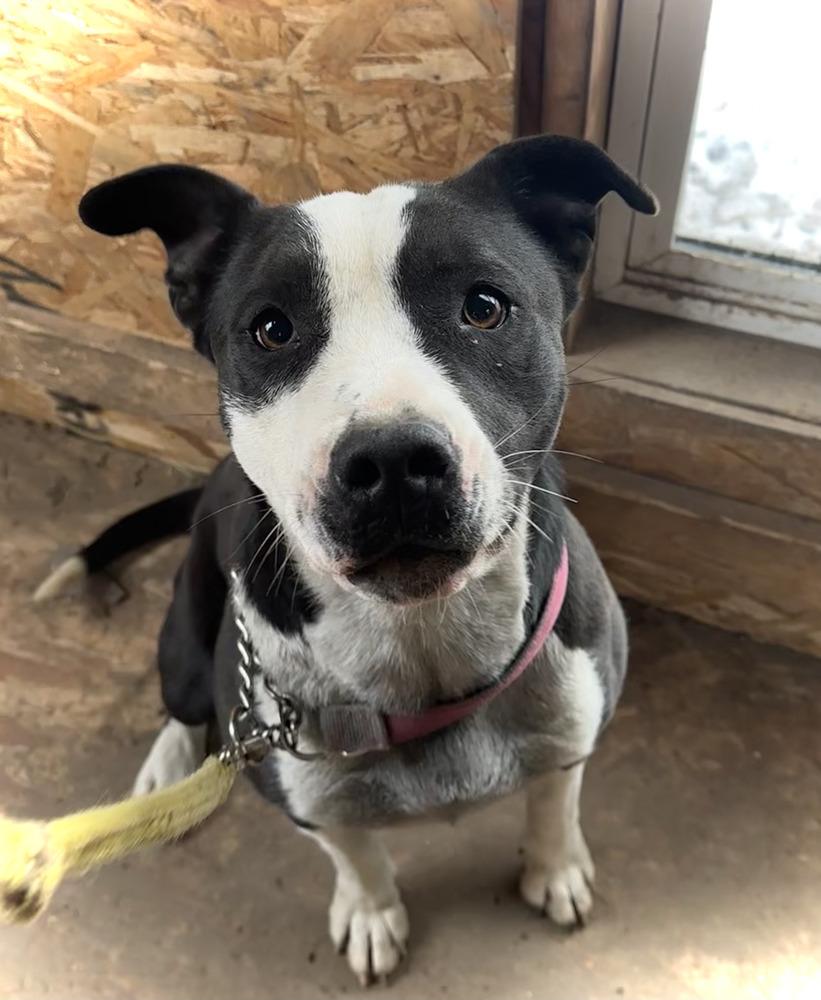 Bailey Tux, Adoptable, Young Female Pit Bull Terrier.