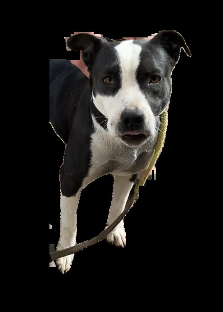 Enlarge Bailey Tux, a Adoptable mixed breed in Waunakee, WI image 2/6