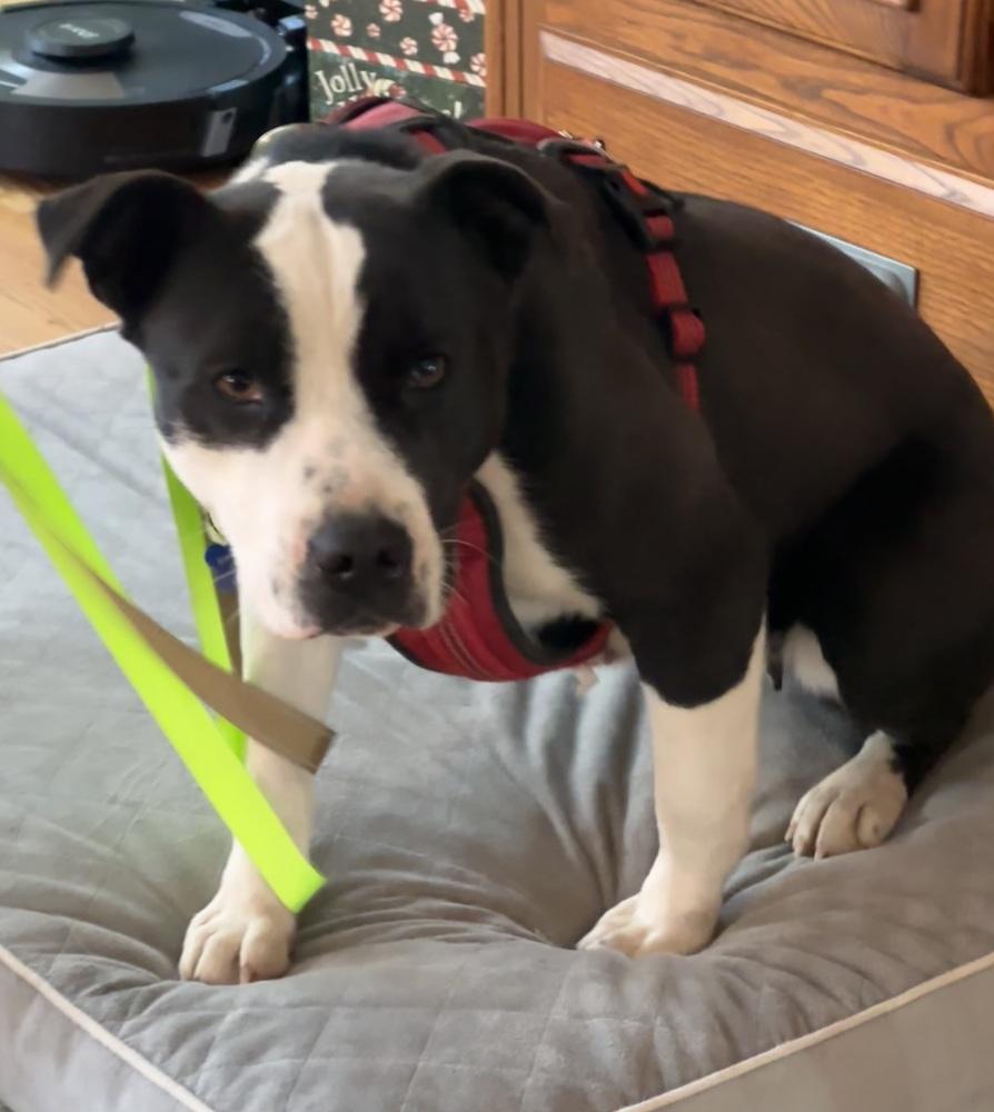 Enlarge Bailey Tux, a Adoptable mixed breed in Waunakee, WI image 3/6