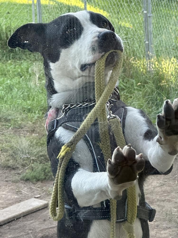 Bailey Tux, Adoptable, Young Female Pit Bull Terrier.