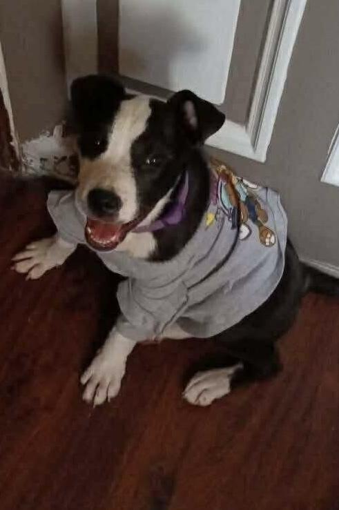 Enlarge Bailey Tux, a Adoptable mixed breed in Waunakee, WI image 5/6