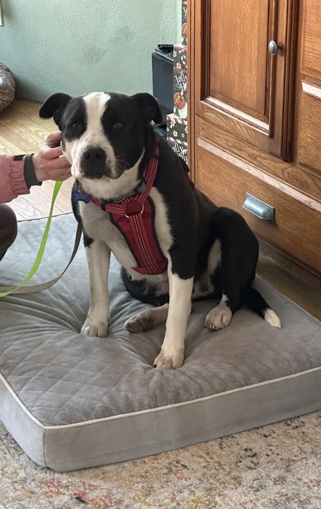 Enlarge Bailey Tux, a Adoptable mixed breed in Waunakee, WI image 6/6