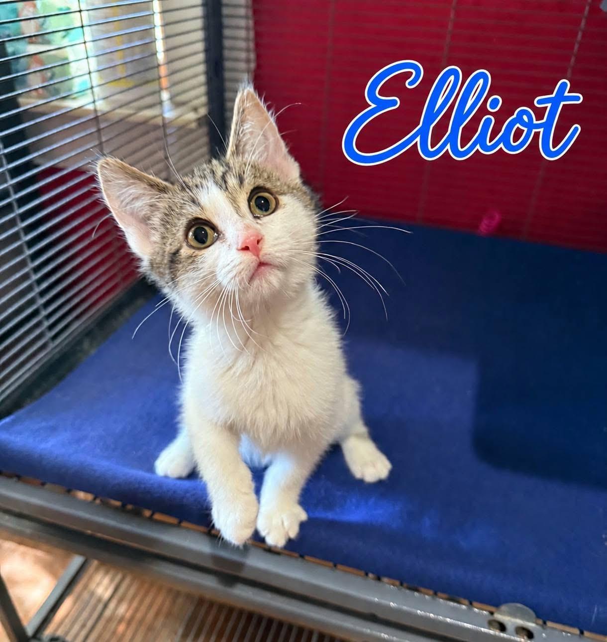 Enlarge Elliott, a Adopted Domestic Short Hair in Saginaw, MI image 1/2