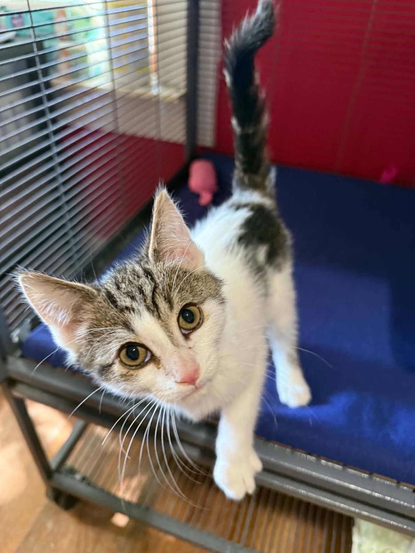 Enlarge Elliott, a Adopted Domestic Short Hair in Saginaw, MI image 2/2