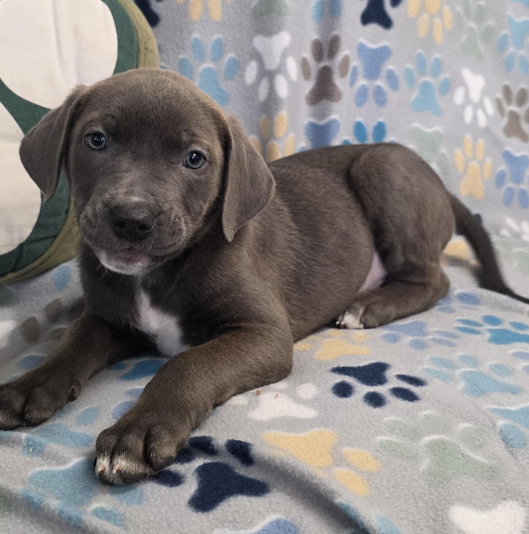 Harper, ADOPTABLE, Puppy Female Labrador Retriever & Pit Bull Terrier.