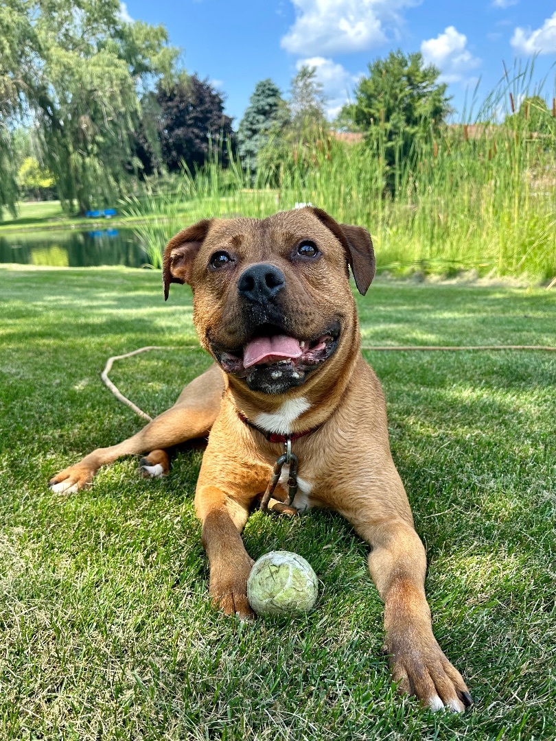 Turk, Adoptable, Adult Male Dogue de Bordeaux & Staffordshire Bull Terrier.