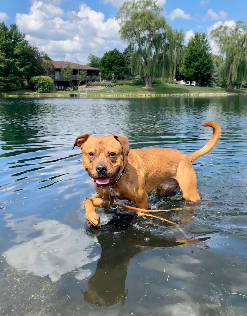Enlarge Turk, a Adoptable mixed breed in Ottawa, IL image 4/4