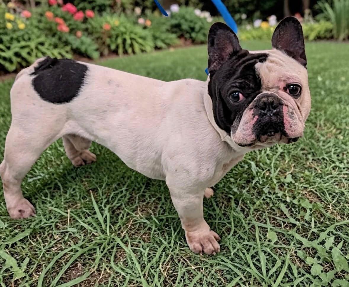 Harvey, Adoptable, Young Male French Bulldog.