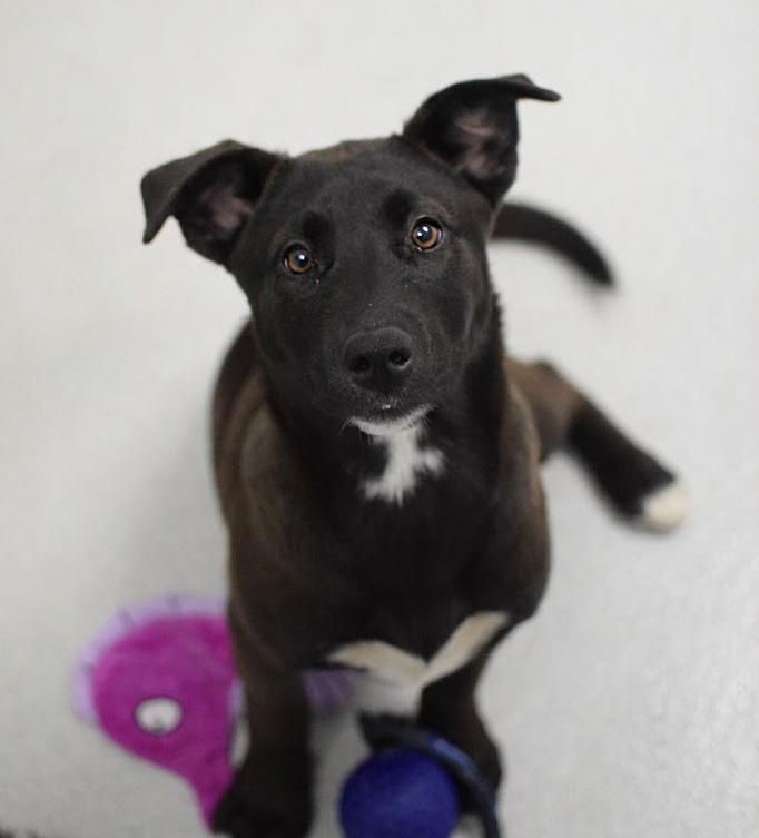 Angelina & Fabrizia, adopted, Puppy Female Labrador Retriever & German Shepherd Dog.