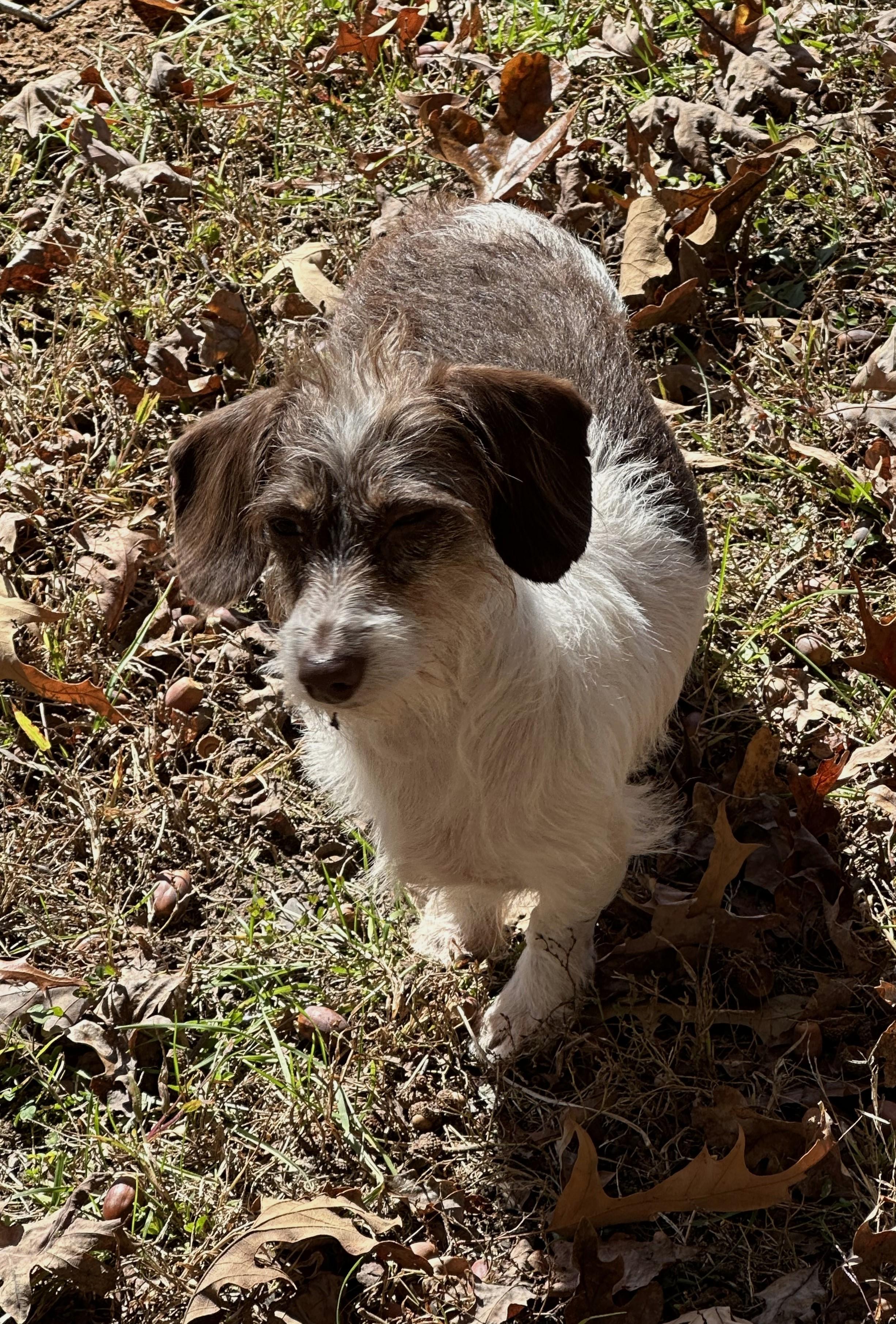 Sydney in TN, Adoptable, Adult Female Dachshund.