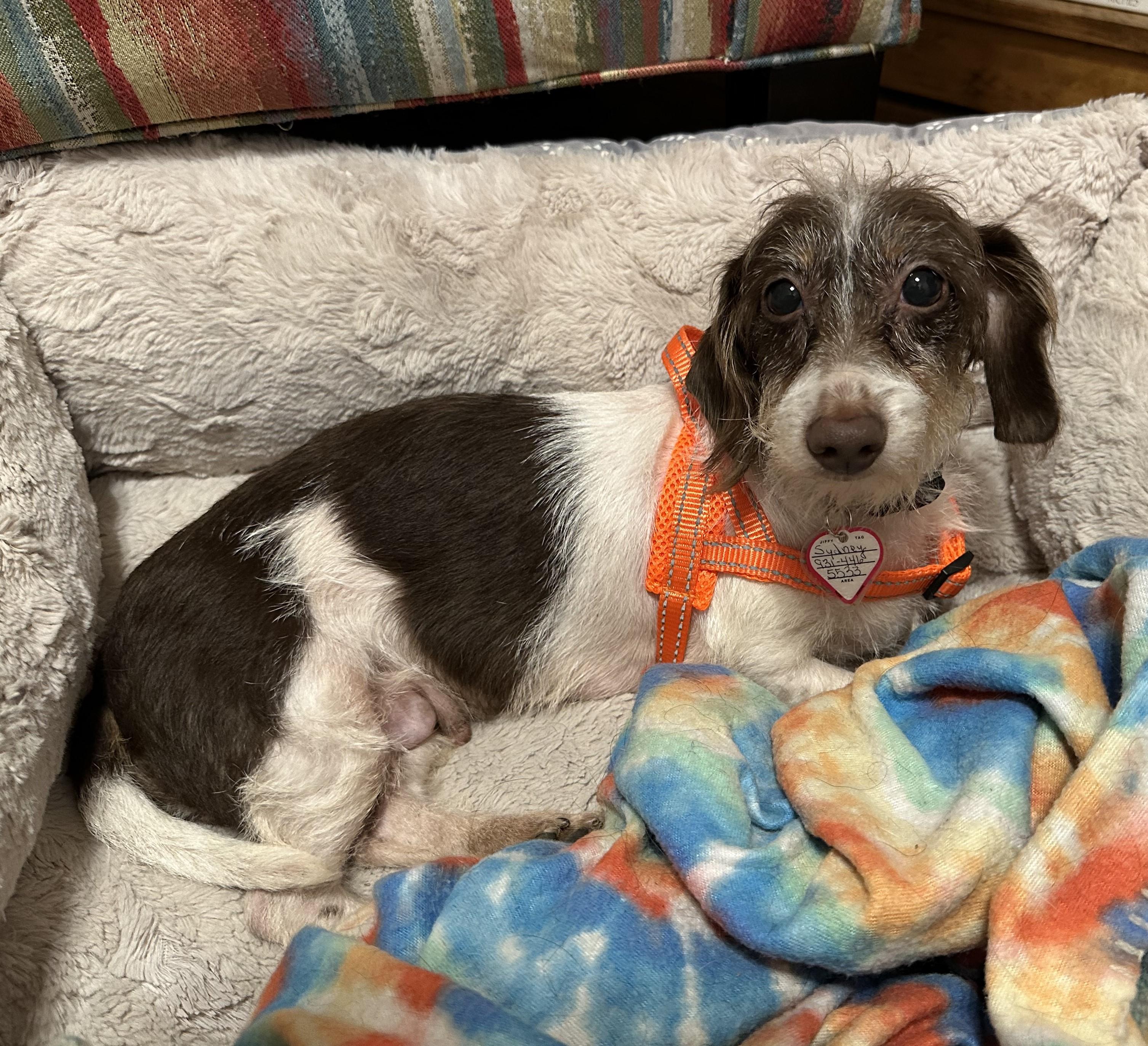 Enlarge Sydney in TN, a Adoptable Dachshund in Seymour, TN image 2/4