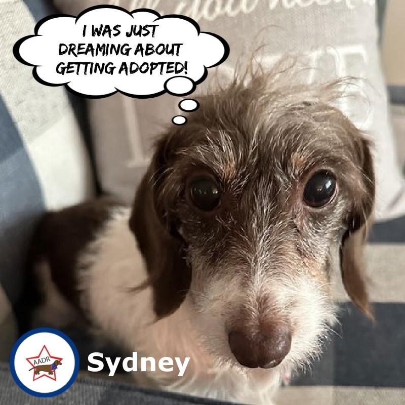 Enlarge Sydney in TN, a Adoptable Dachshund in Seymour, TN image 3/4