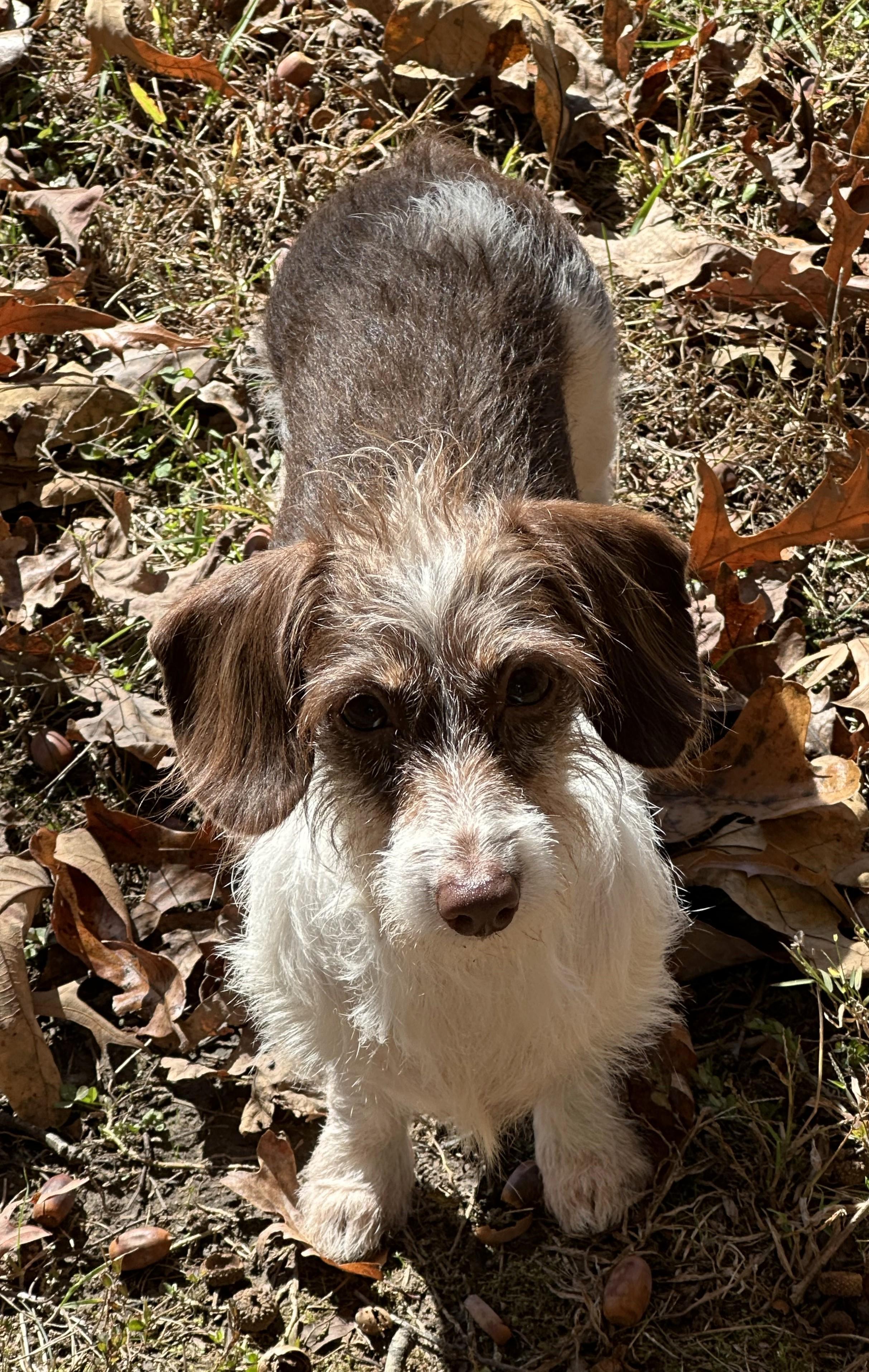 Enlarge Sydney in TN, a Adoptable Dachshund in Seymour, TN image 4/4
