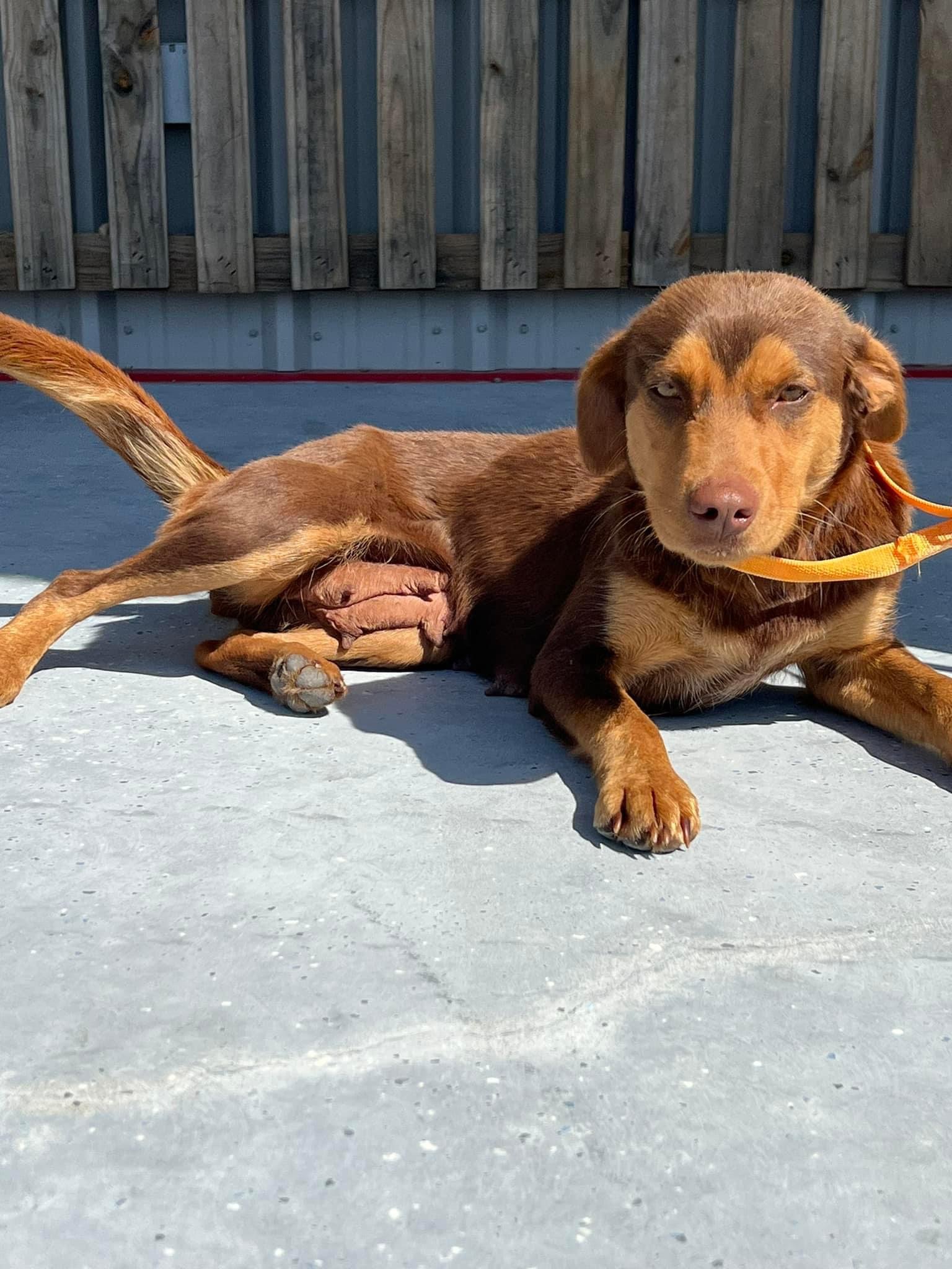 Brownie, Adopted, Adult Female Labrador Retriever.
