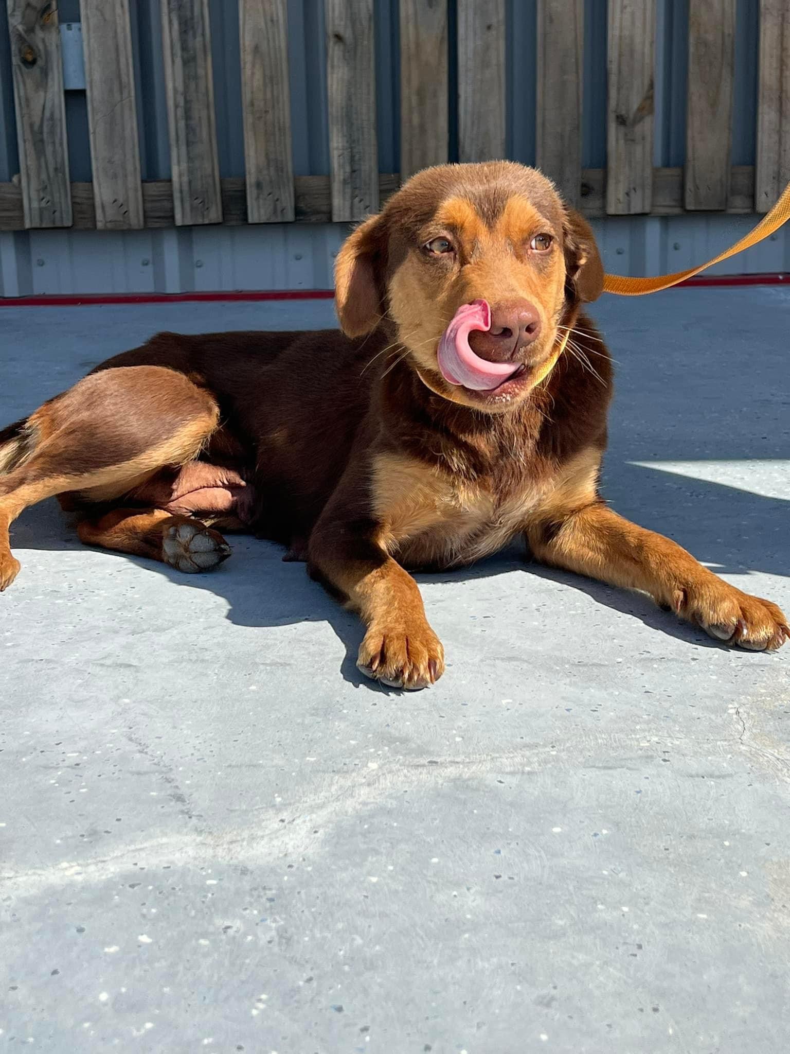 Enlarge Brownie, a Adopted Labrador Retriever in Bishopville, SC image 2/2