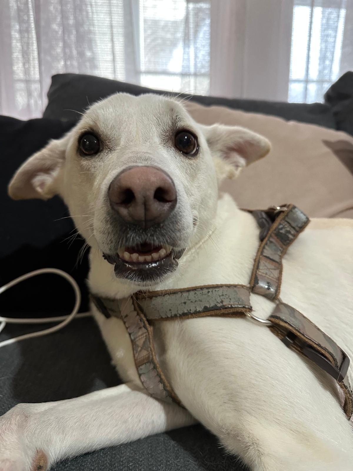 Enlarge Kartoska, a ADOPTABLE mixed breed in Kirkland, WA image 1/4