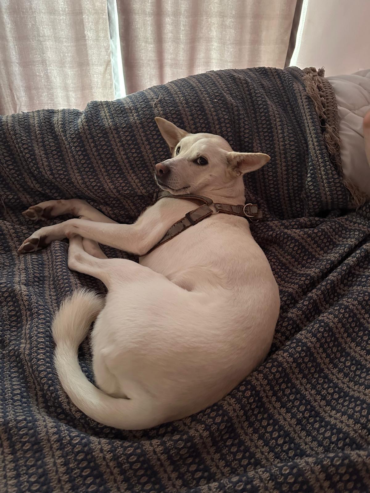 Enlarge Kartoska, a ADOPTABLE mixed breed in Kirkland, WA image 2/4