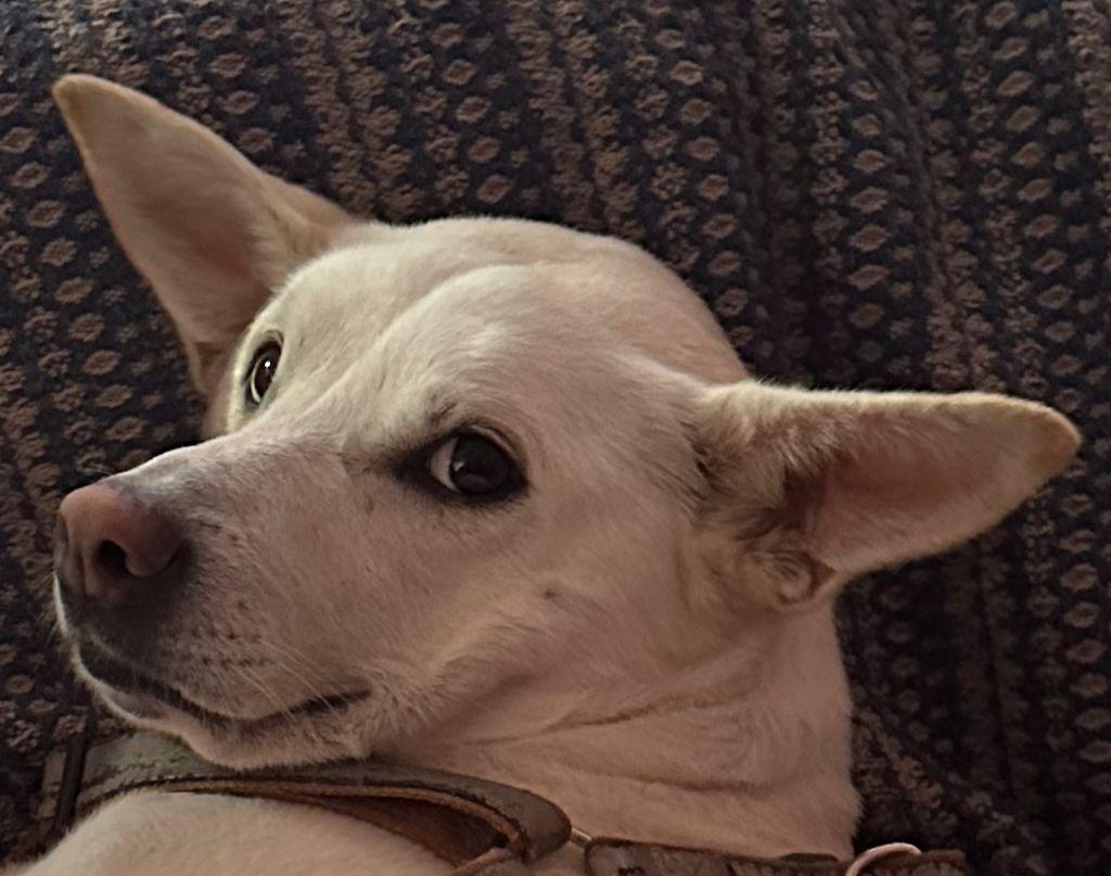 Enlarge Kartoska, a ADOPTABLE mixed breed in Kirkland, WA image 4/4