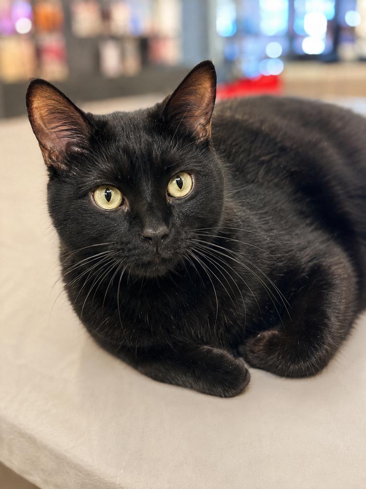 Charlie, Adoptable, Adult Male Domestic Short Hair.