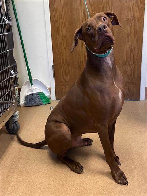 OSSO, Adoptable, Young Male Vizsla.