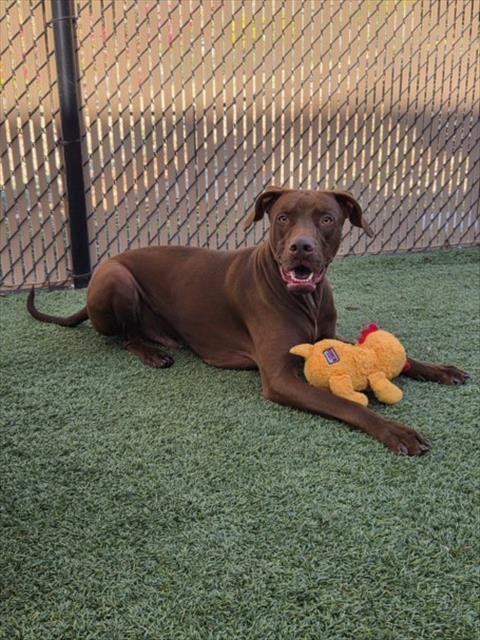 Enlarge OSSO, a Adoptable Vizsla in Norco, CA image 1/1