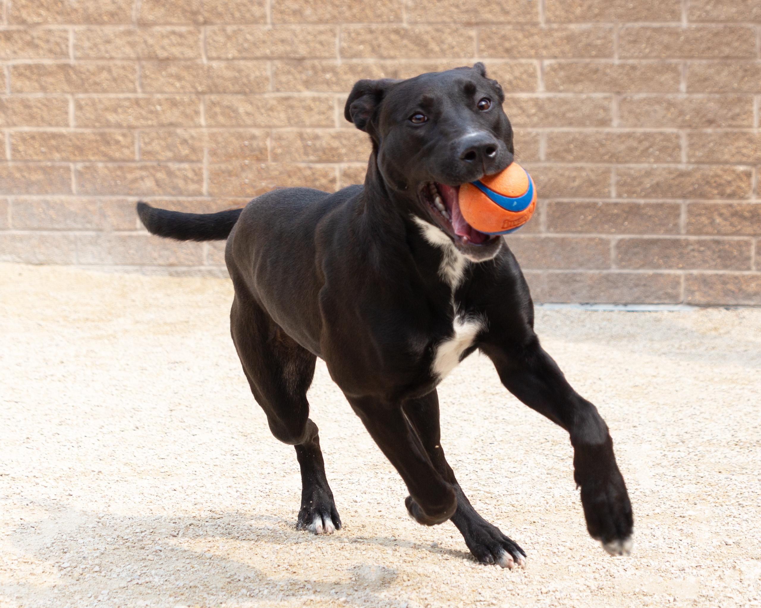Mikasa, an adoptable Black Labrador Retriever in Winnipeg, MB, R3E 3N8 | Photo Image 3