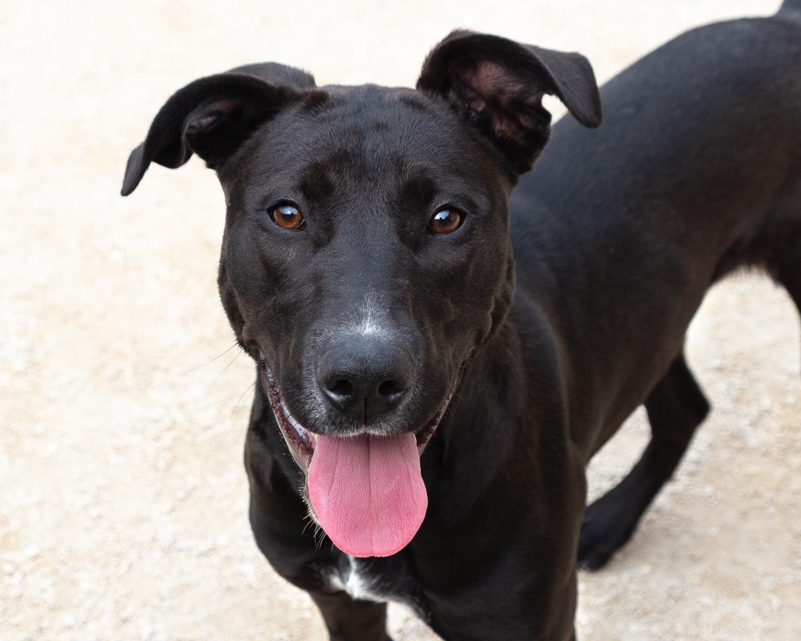 Mikasa, an adoptable Black Labrador Retriever in Winnipeg, MB, R3E 3N8 | Photo Image 1